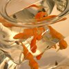 detail of goldfish in bowl